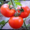 雄心壮志8红番茄琼的头像