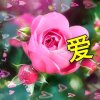 随缘的头像
