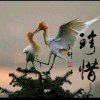 日久见人心的头像