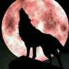 孤狼啸月的头像