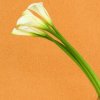 薇信公众号 wxqmkg的头像