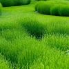 幸福一家的头像