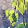 天雨Ⅱ（再见了）的头像
