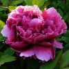 活出精彩(拒收礼物、花花)的头像