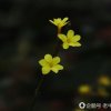 迎春花的头像