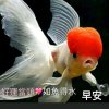 海之心的头像