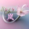 阿兰的头像