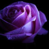 带刺的玫瑰的头像