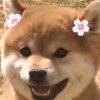 ing……的头像