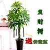 常青树明叶的头像
