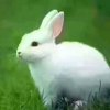 小兔兔的头像