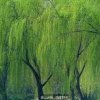 静＊如水（小号）的头像