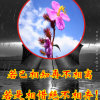 封心葬爱的头像