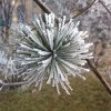 美乐滋雪里梅花的头像