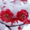 雪莲的头像