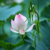 芝麻开花的头像