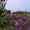 大女人的头像