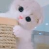 凌汐云阙兔子的头像