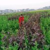 芳子怡的头像