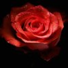 龙之…玫瑰的头像
