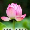 知足常乐郝清田山东菏泽的头像