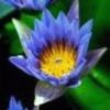 蓝莲花的头像