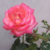 @秋水伊人的头像