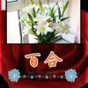 百合的头像