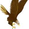 雄鹰的头像