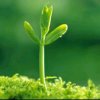 幸运草huan的头像