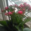 春暖花开的头像