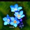 勿忘我的头像