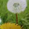 蒲公英的头像