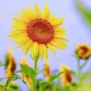 追梦爱兰集团 芝立的头像