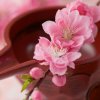 @龙的心的头像