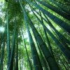 珍惜：红的头像