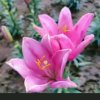 芳草（拒私信)的头像