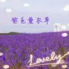 薰衣草的头像
