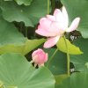 洋揽月【来访必回】的头像
