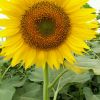 葵花朵朵像太阳的头像