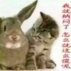心愿的头像