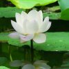蓝莲花《拒私聊》的头像