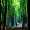  辉祁氏音乐的头像