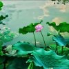 流星雨的头像