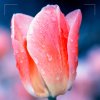 流水无声的头像
