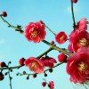 平安拒私聊的头像