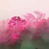 雾里看花的头像