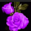 紫玫瑰的头像