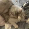  何古攵、 的头像