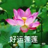 人生如梦的头像